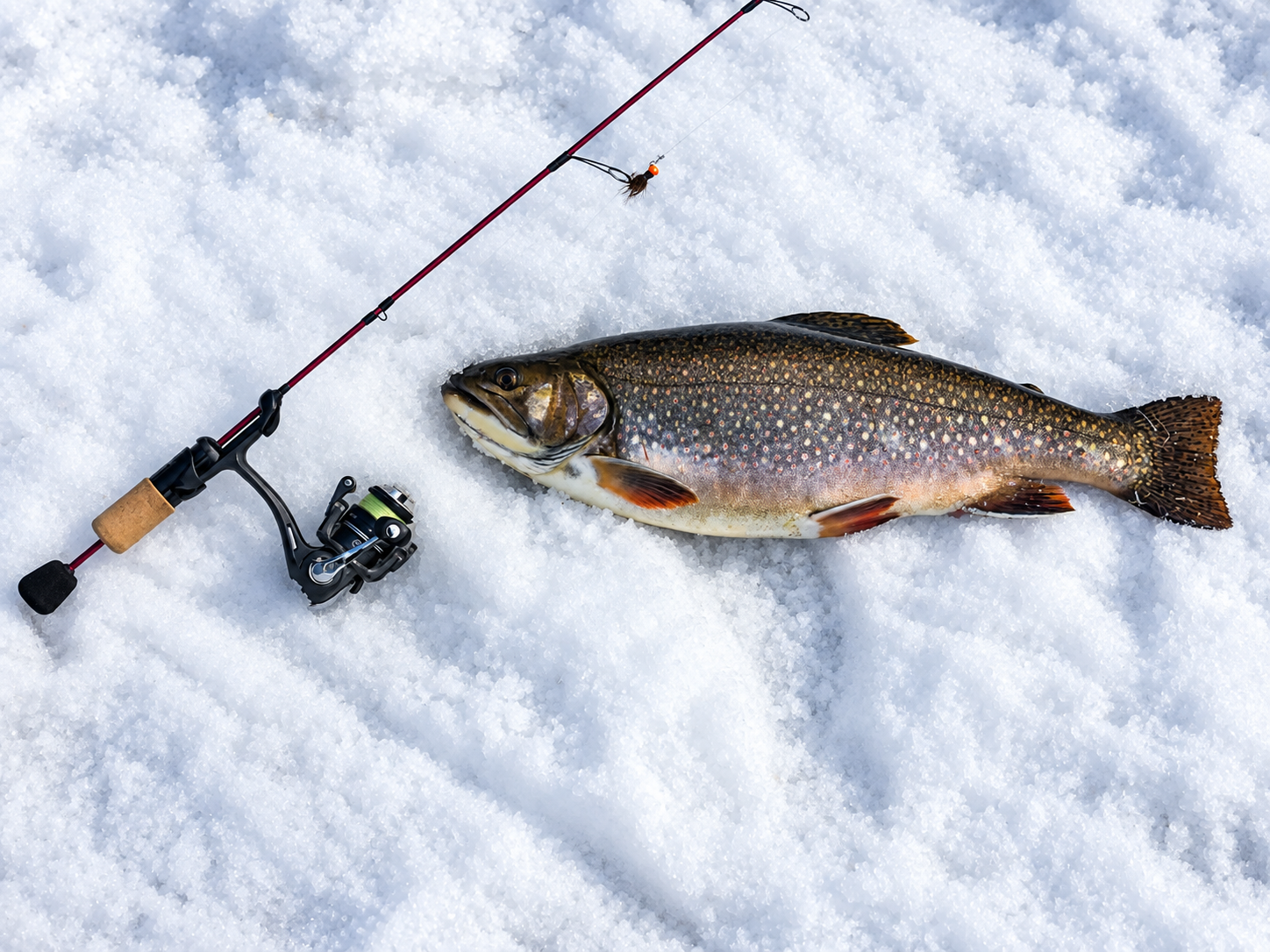 Truite et canne de pêche sur la neige